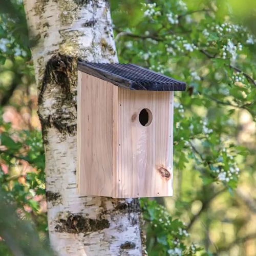 Birdhouse with Tiny Tony's - Image 4